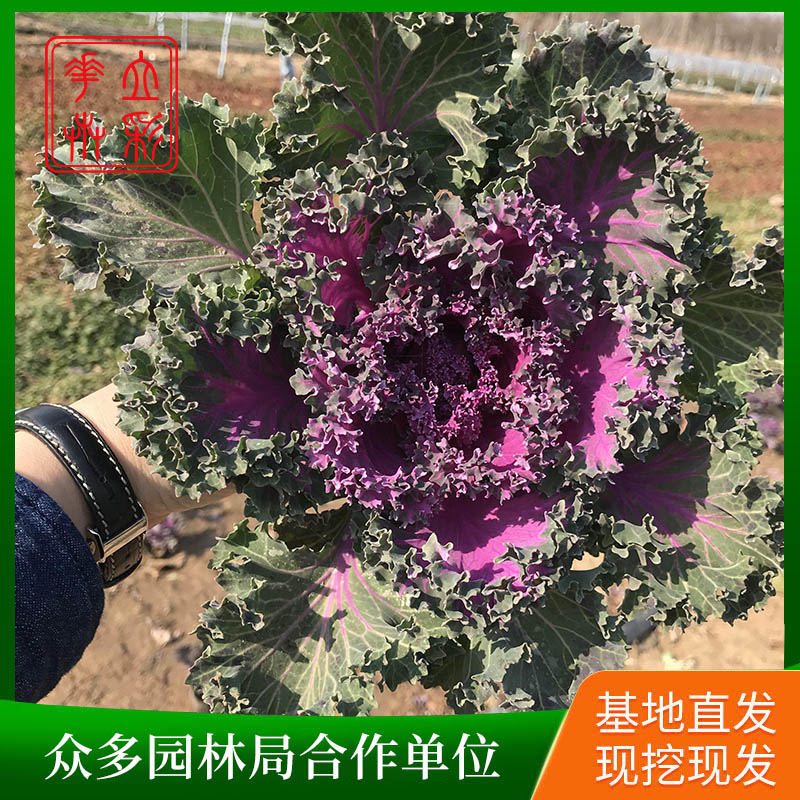 羽衣甘蓝2