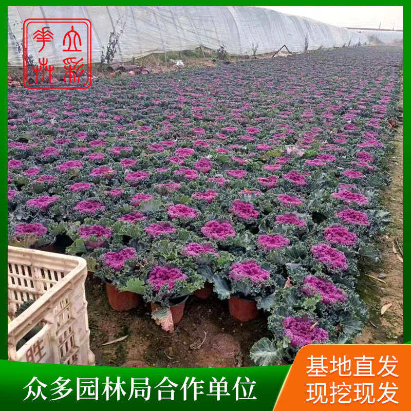 羽衣甘蓝4