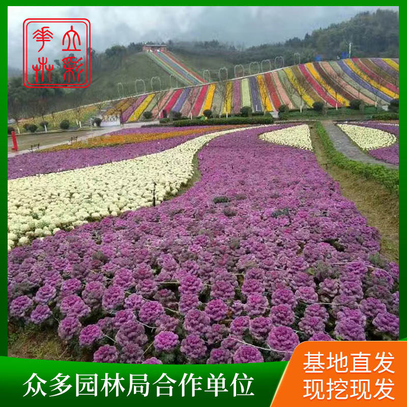 羽衣甘蓝