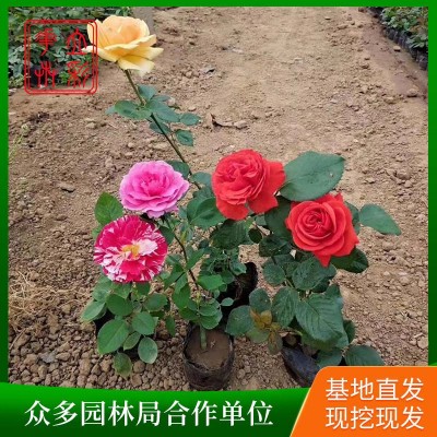 大花月季