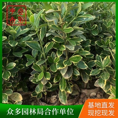 金边黄杨