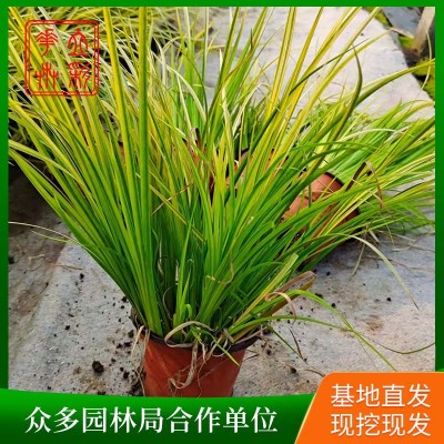 金叶石菖蒲