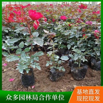 卡罗拉月季