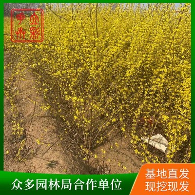连翘