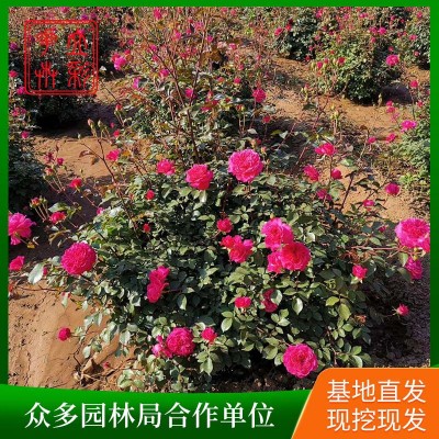 四季玫瑰