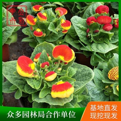荷包花
