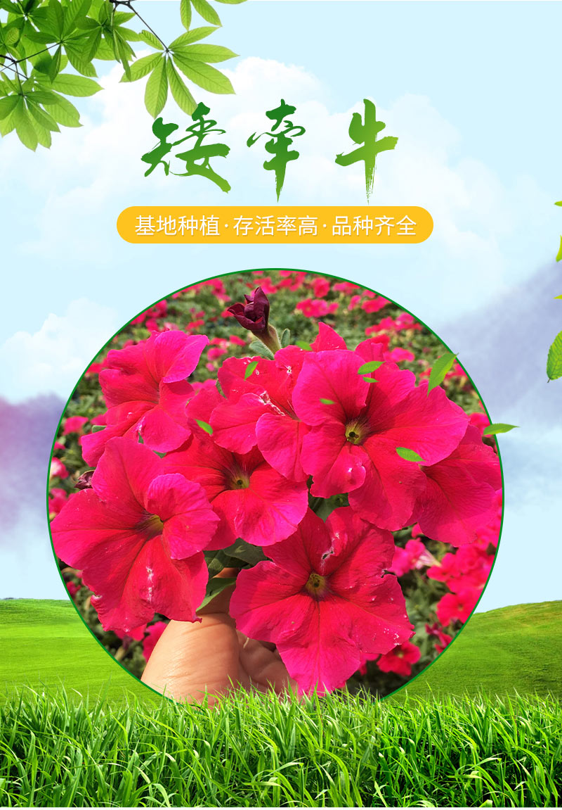 矮牵牛_01