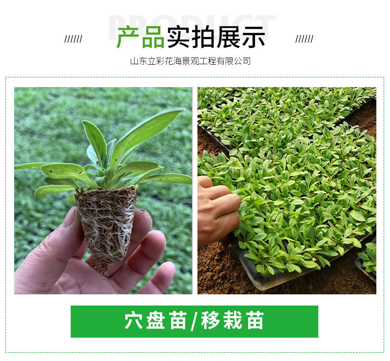 矮牵牛_03