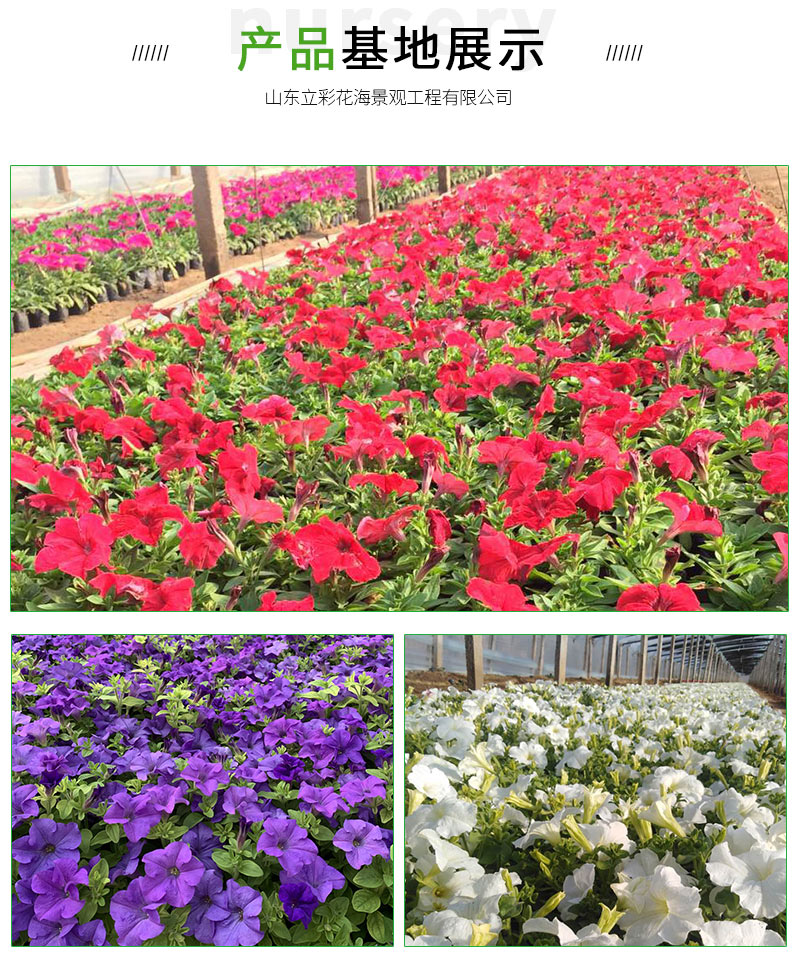 矮牵牛_06