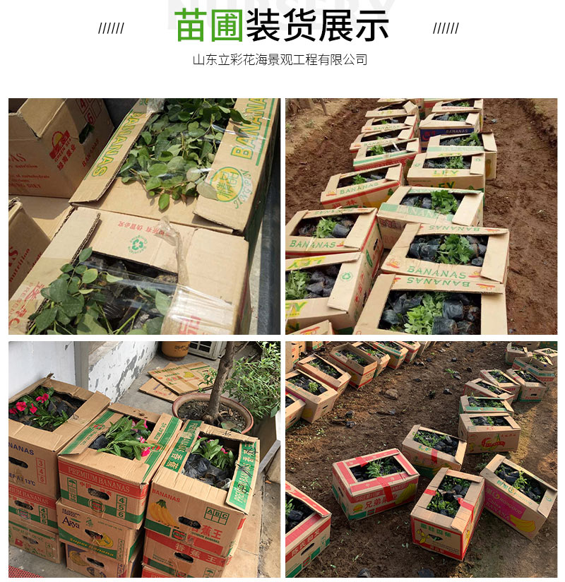 矮牵牛_08