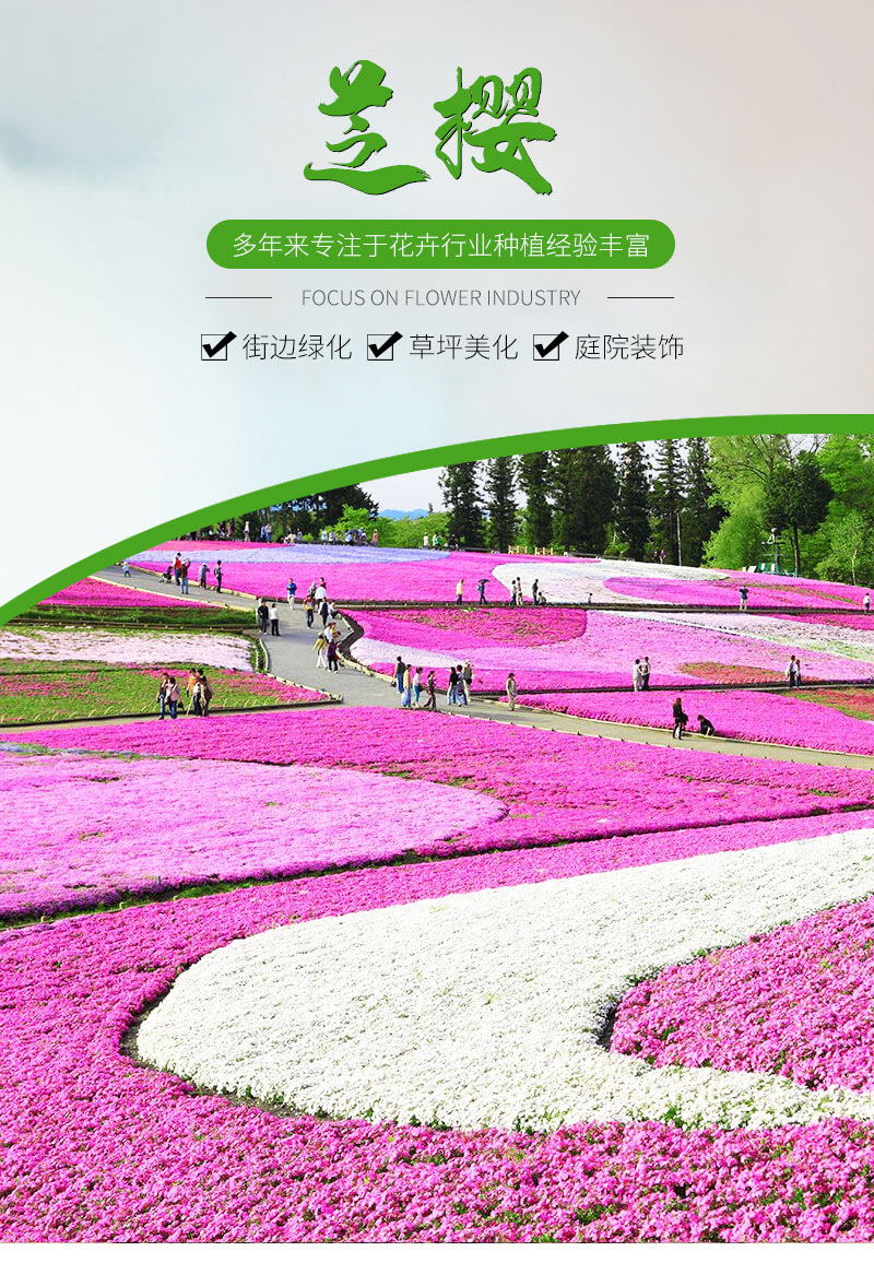 芝樱_01_看图王
