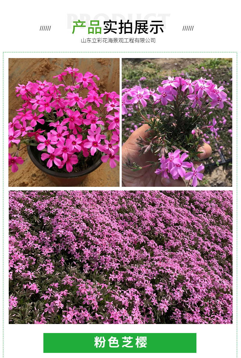 芝樱_03_看图王