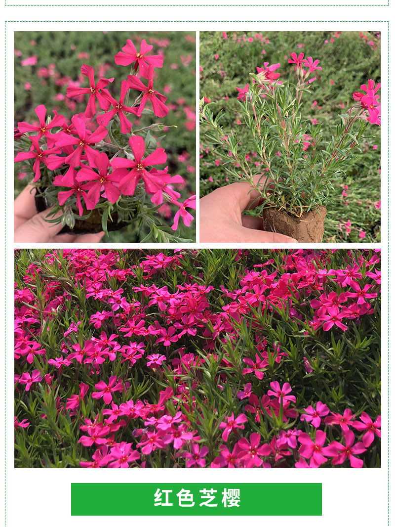 芝樱_04_看图王