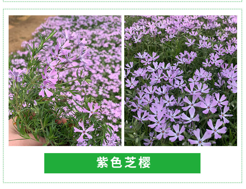 芝樱_05