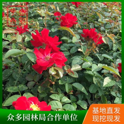 地被月季