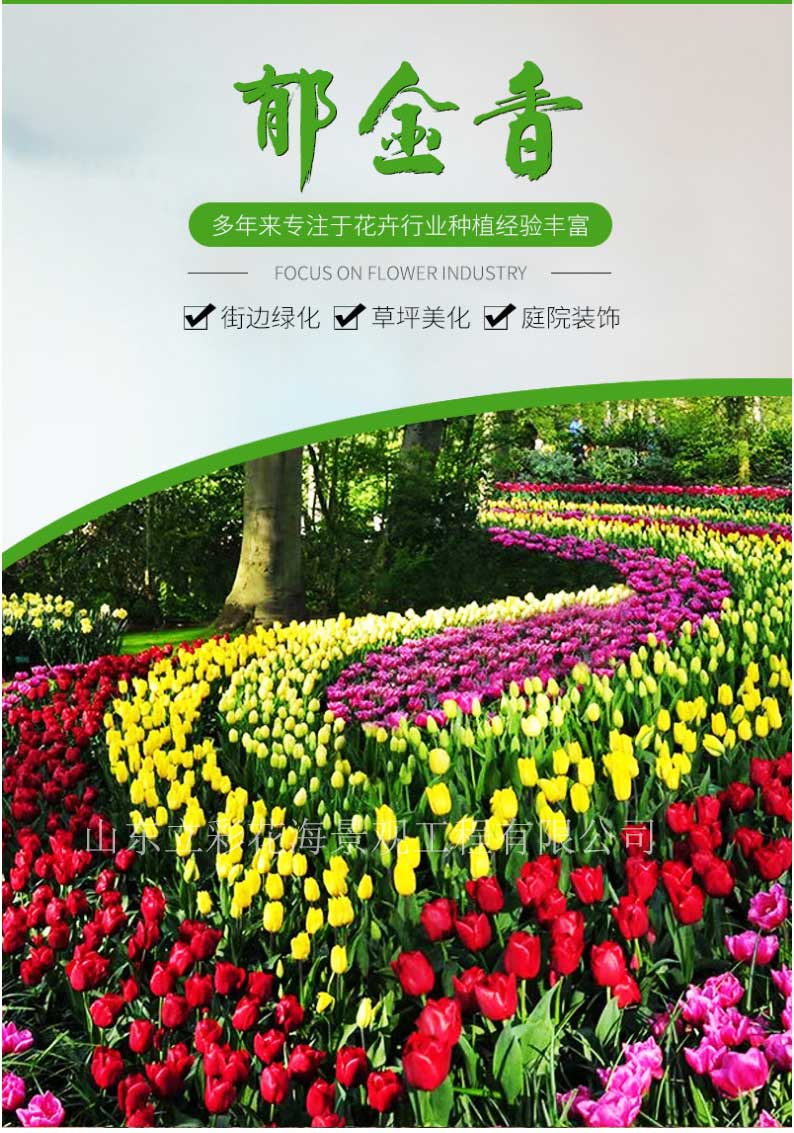 郁金香苗木-绿化花海用苗郁金香-苗圃基地直供多色郁金香_01