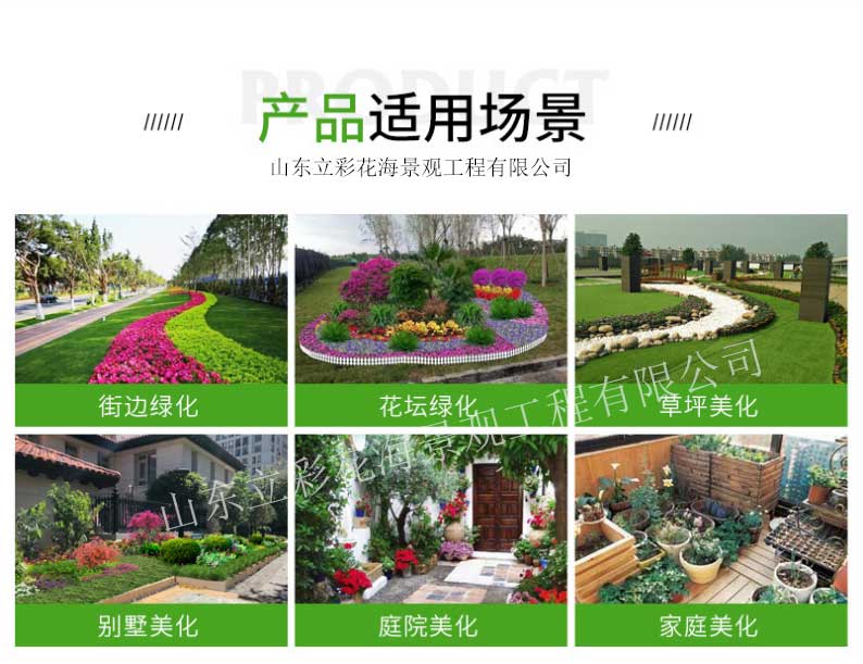 郁金香苗木-绿化花海用苗郁金香-苗圃基地直供多色郁金香_02
