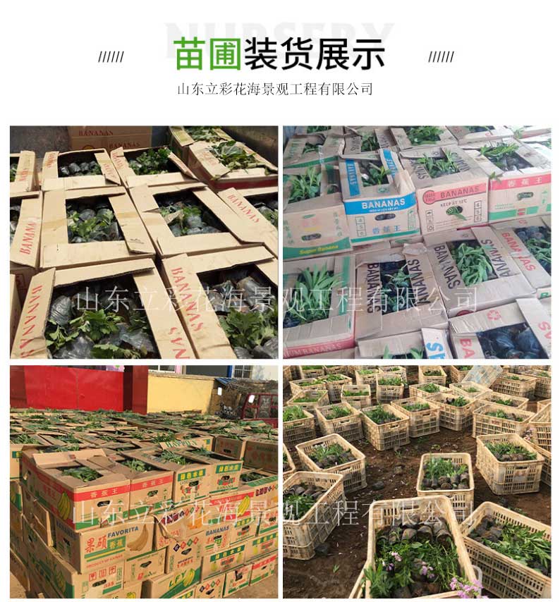 郁金香苗木-绿化花海用苗郁金香-苗圃基地直供多色郁金香_06
