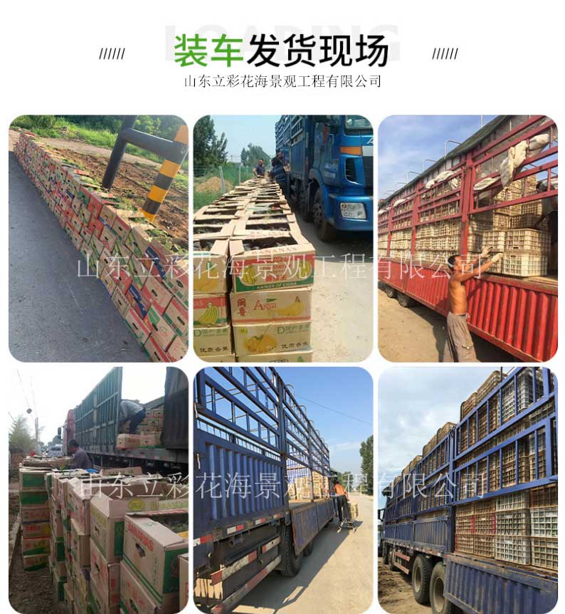 郁金香苗木-绿化花海用苗郁金香-苗圃基地直供多色郁金香_08