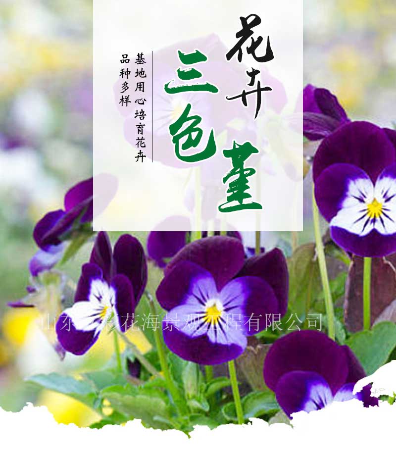 立彩花卉详情8——三色堇_02