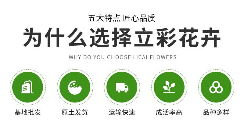 立彩花卉详情8——三色堇_03