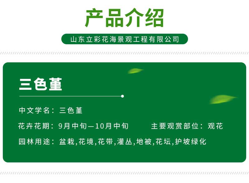 立彩花卉详情8——三色堇_04
