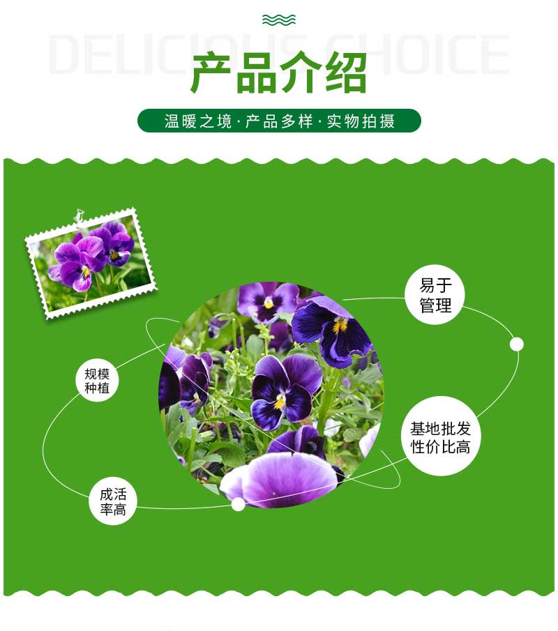 立彩花卉详情8——三色堇_05