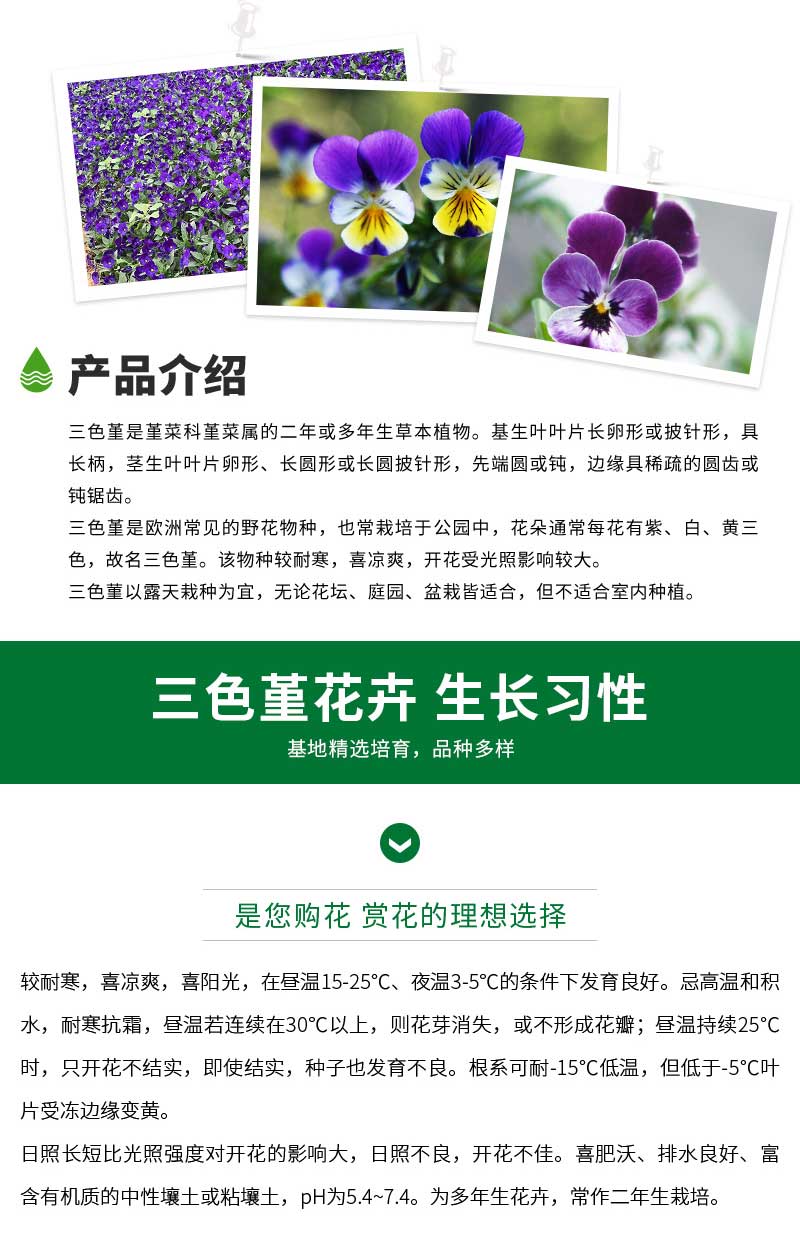 立彩花卉详情8——三色堇_06