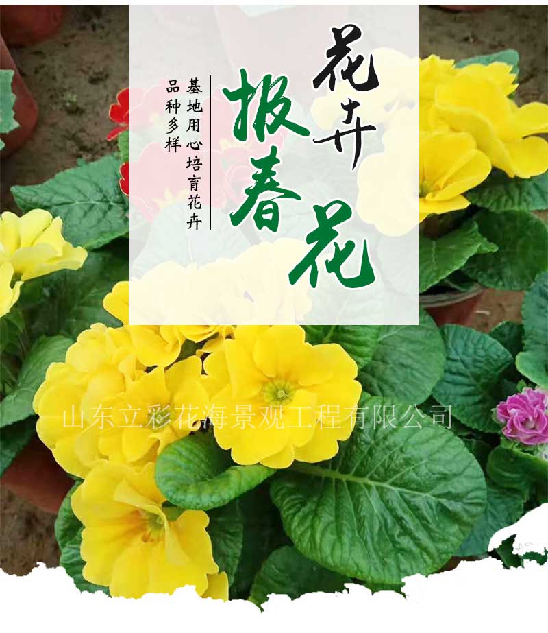 立彩花卉详情1——报春花_02