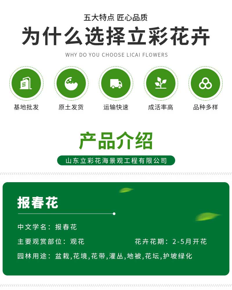立彩花卉详情1——报春花_03