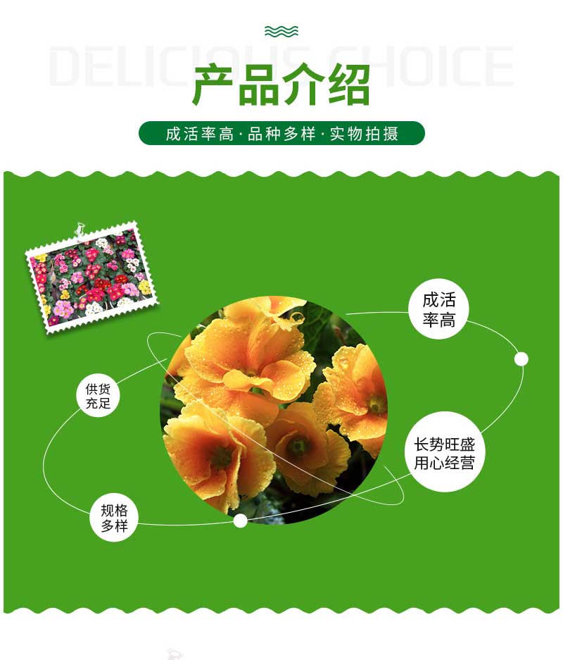 立彩花卉详情1——报春花_04