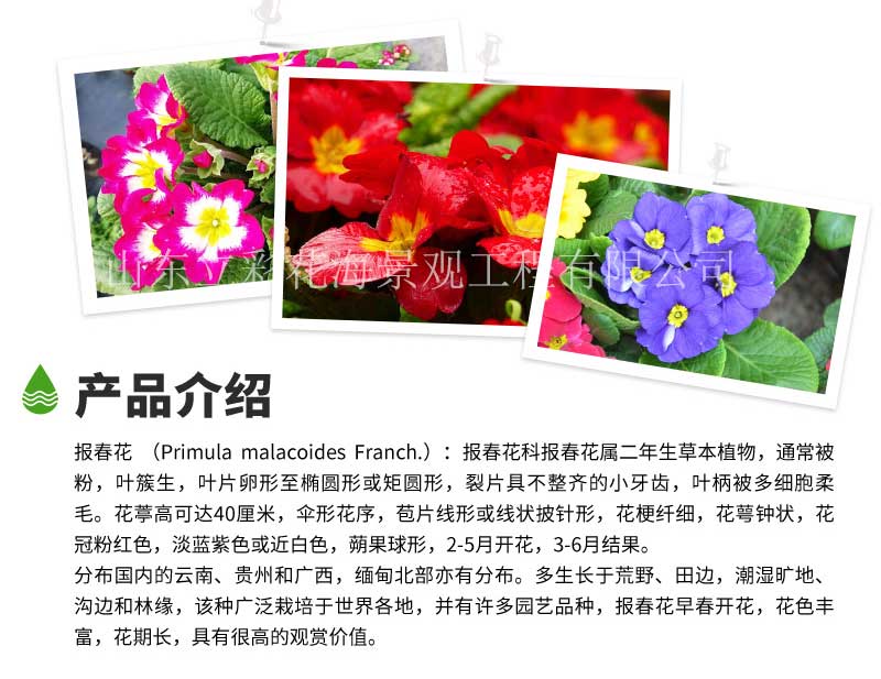 立彩花卉详情1——报春花_05