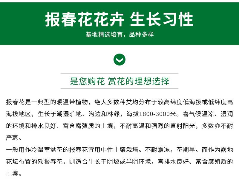 立彩花卉详情1——报春花_06
