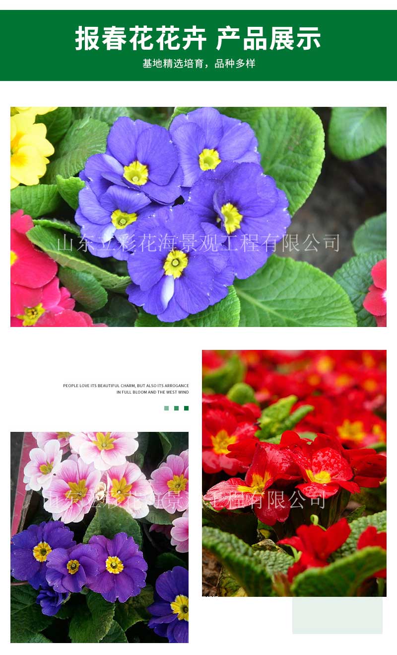 立彩花卉详情1——报春花_07