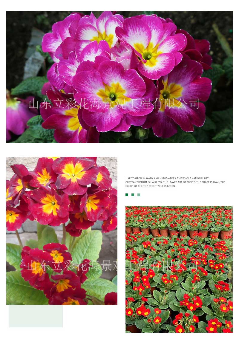 立彩花卉详情1——报春花_08