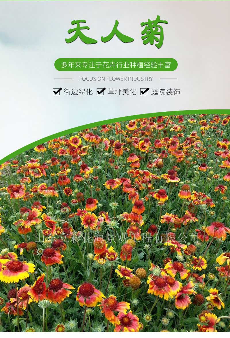 天人菊_01