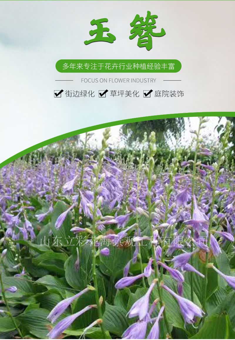玉簪_01