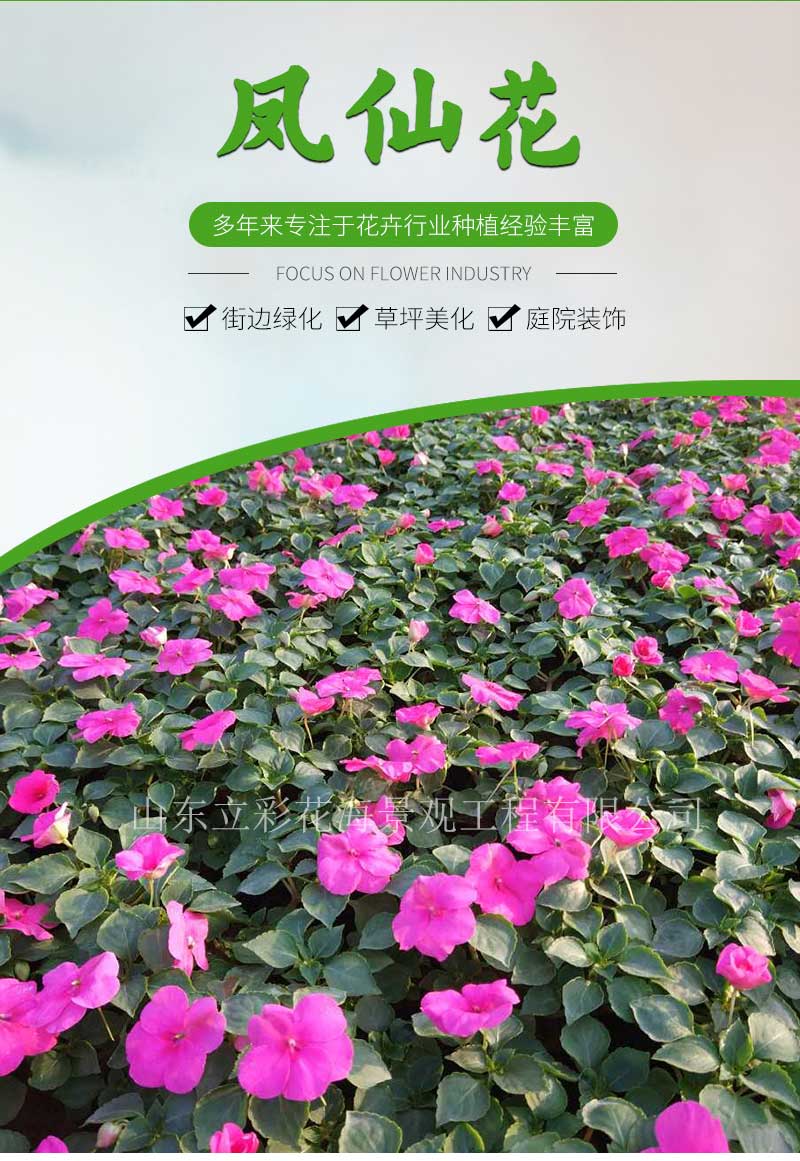 1凤仙_01