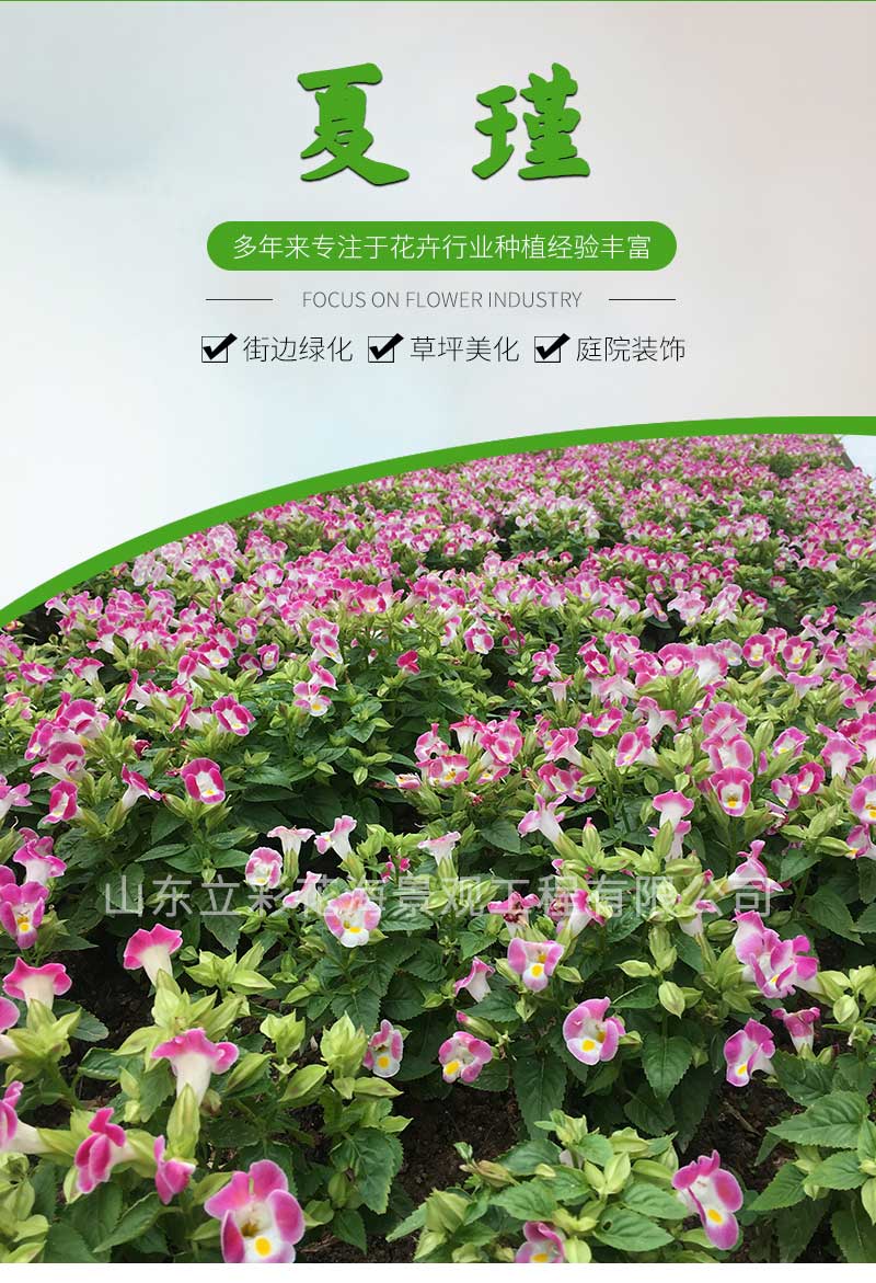 8夏瑾_01