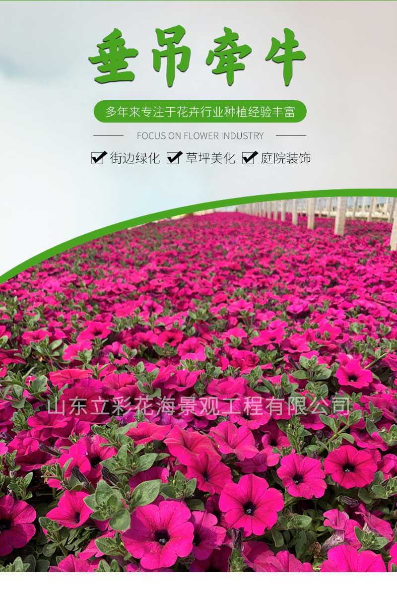 10垂吊牵牛_01