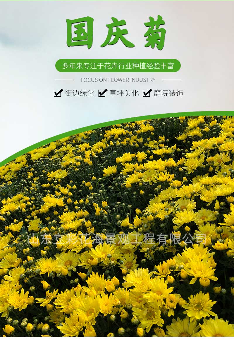 13国庆菊_01