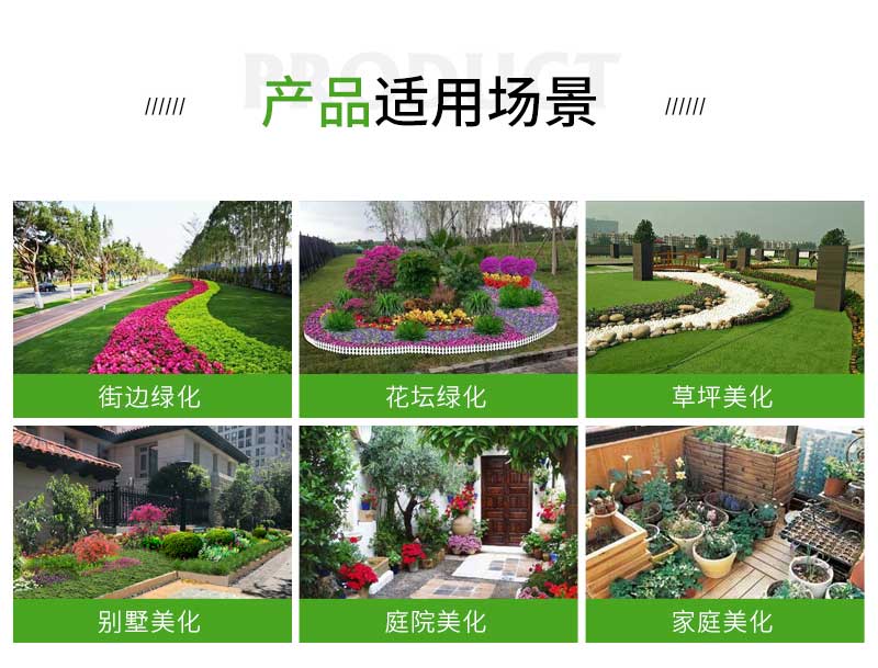 13国庆菊_02