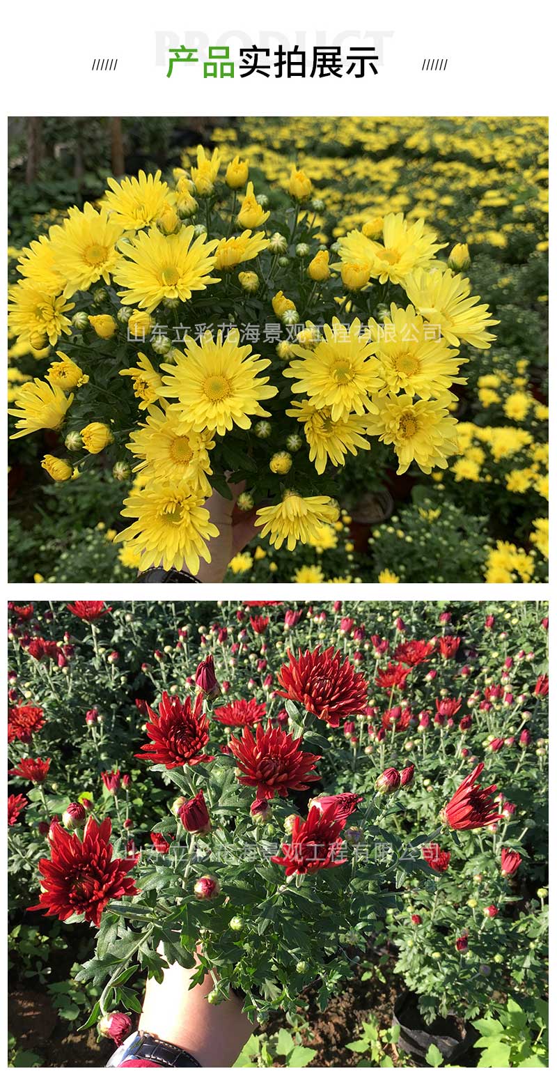 13国庆菊_03