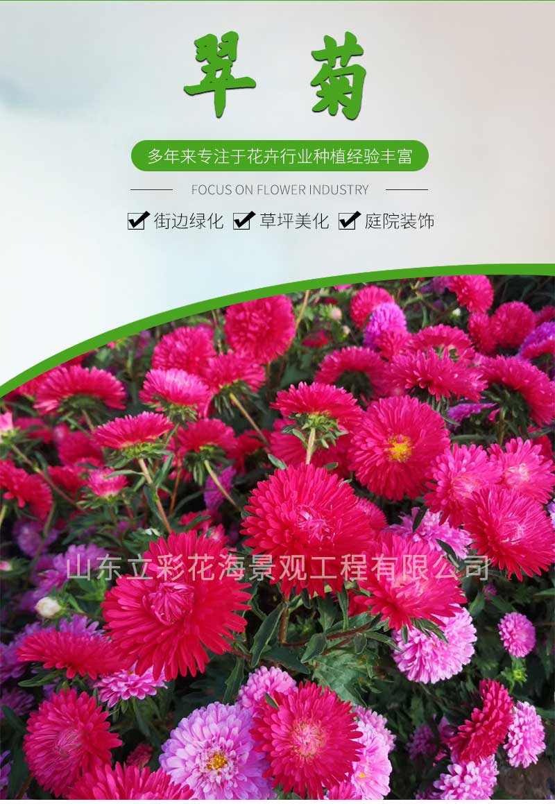 14翠菊_01