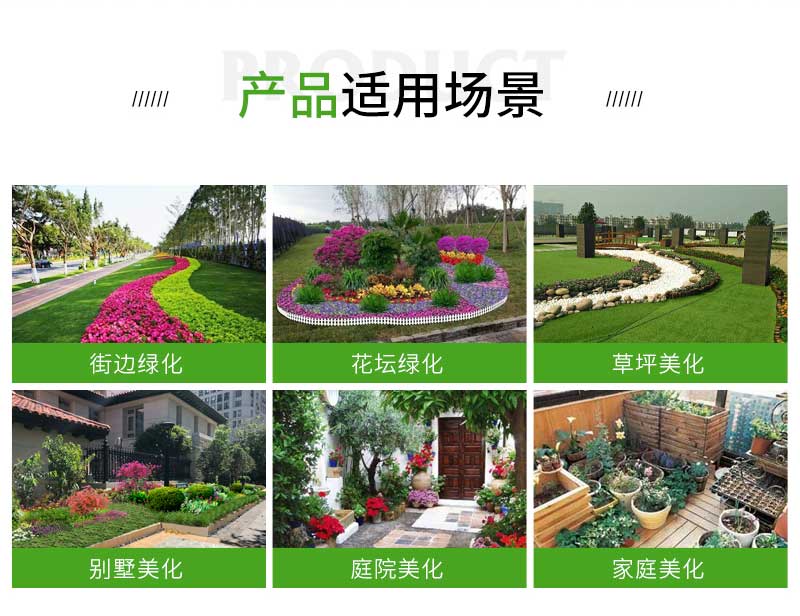 14翠菊_02