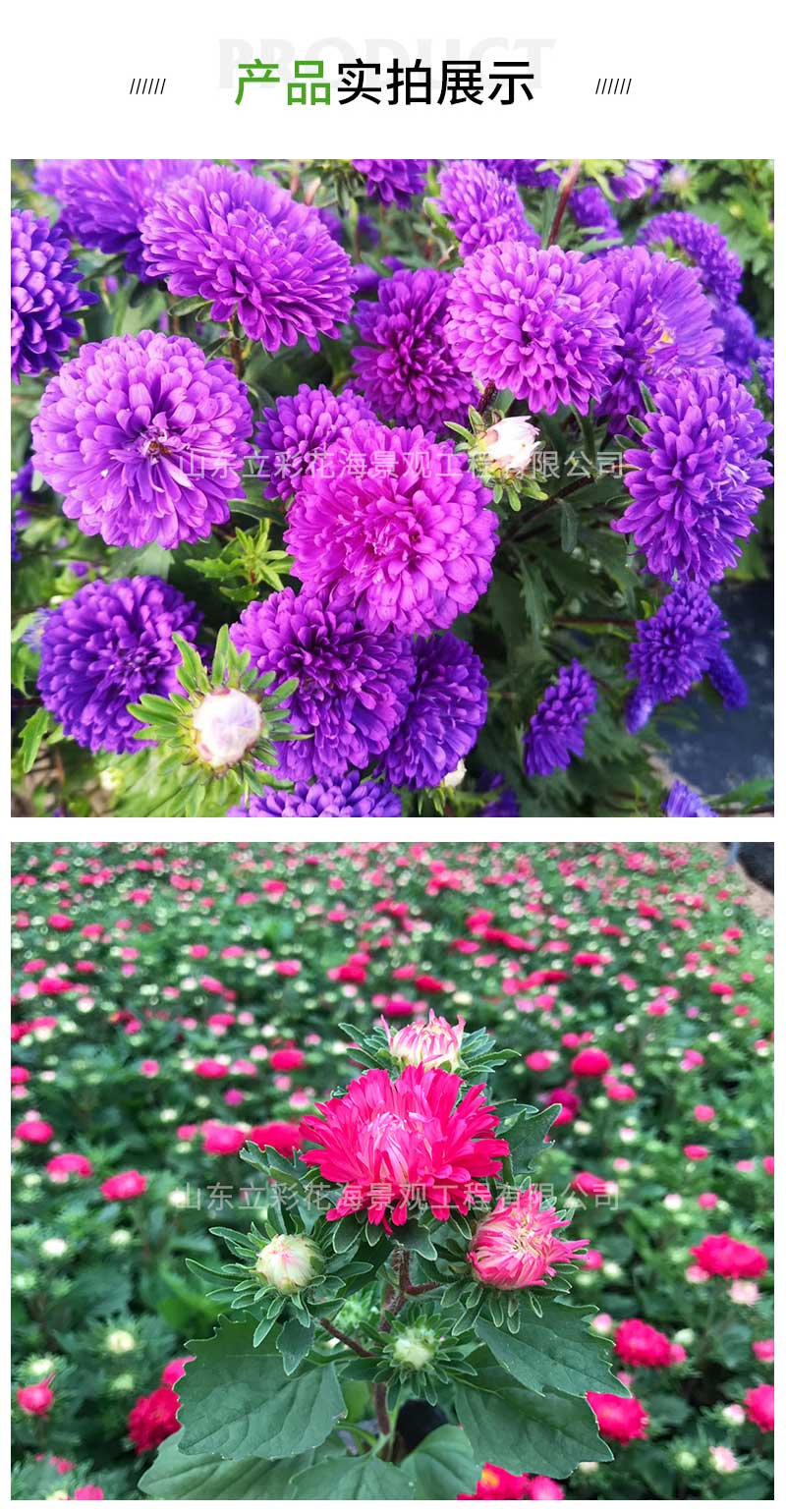14翠菊_03