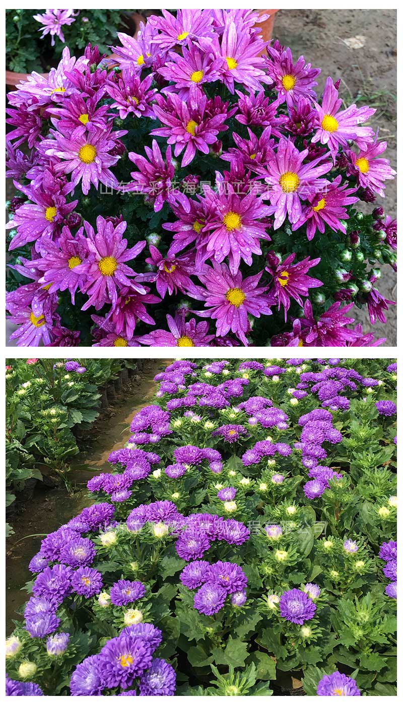 14翠菊_04