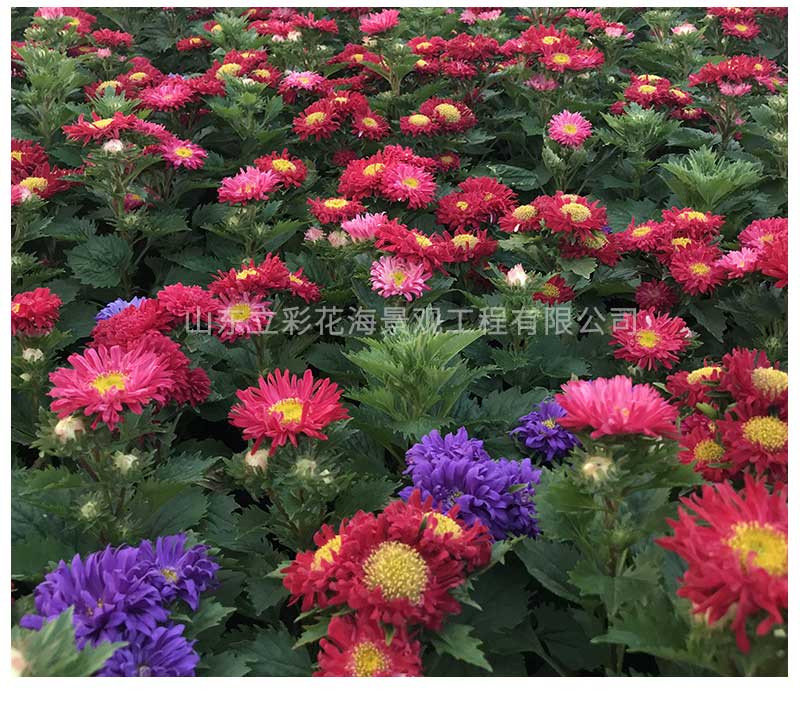 14翠菊_05