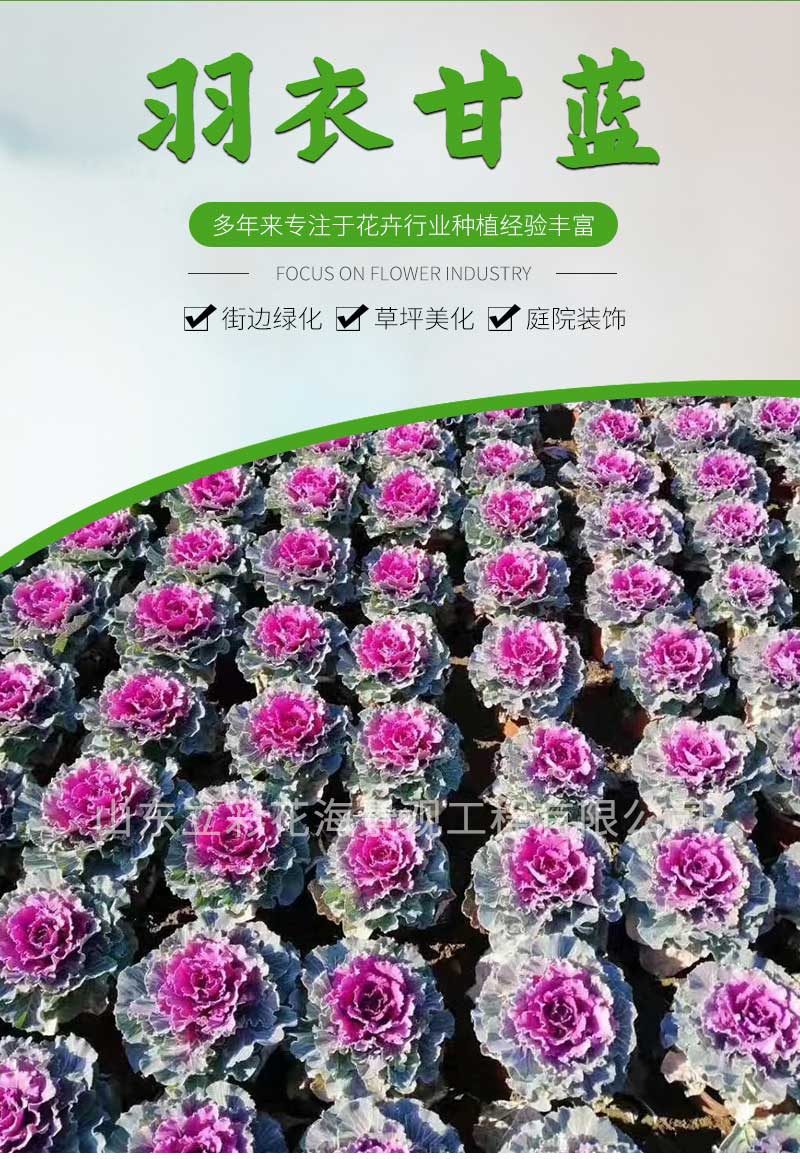 15羽衣甘蓝_01