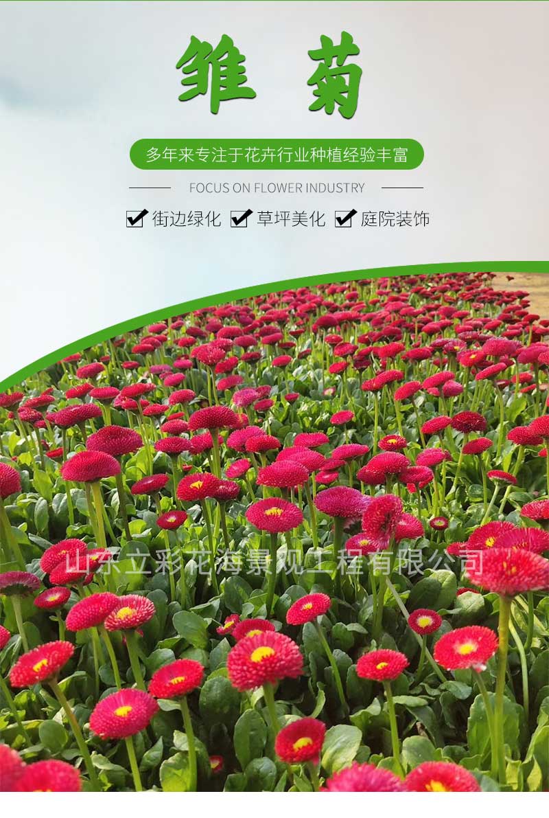 17雏菊_01